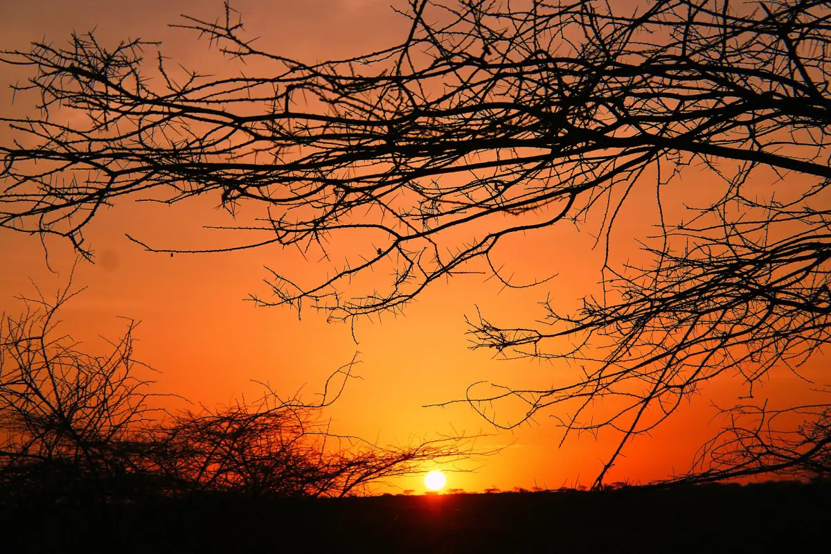 Orange sunset behind bare acacia branches in northern Kenya