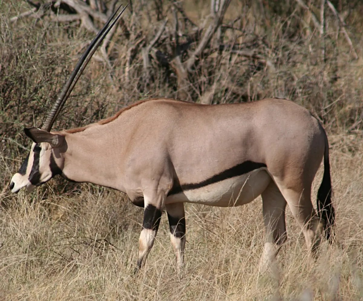 Beisa oryx with long straight horns standing in Samburu National Reserve