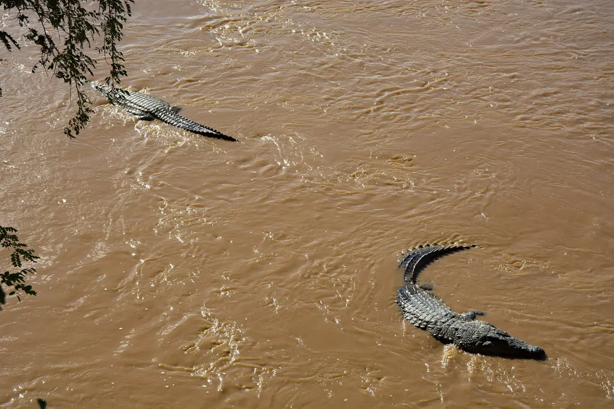 Two crocodiles swimming in the muddy Ewaso Nyiro river seen from above