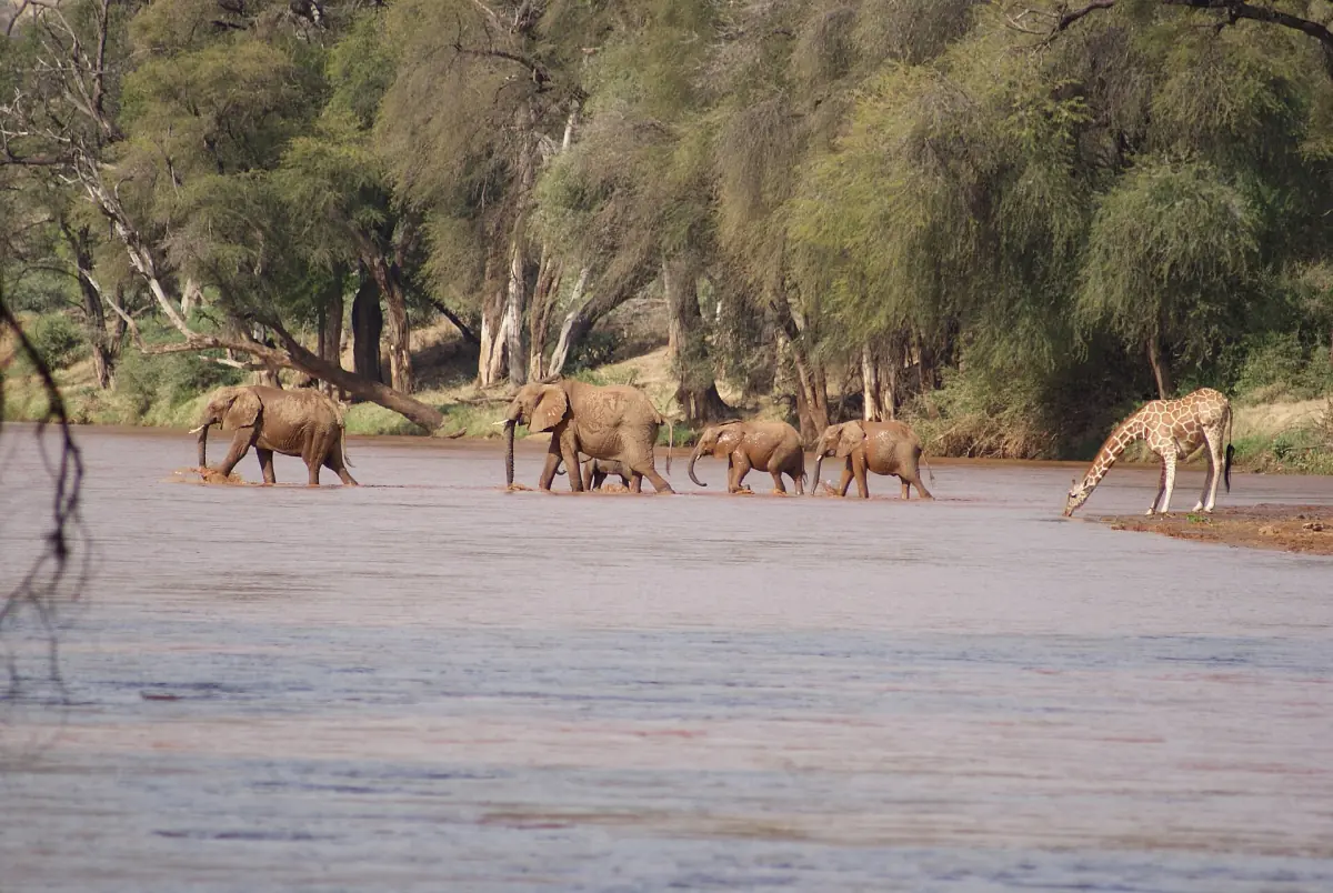 Elefanten und eine Giraffe queren den Fluss Ewaso Nyiro in Samburu