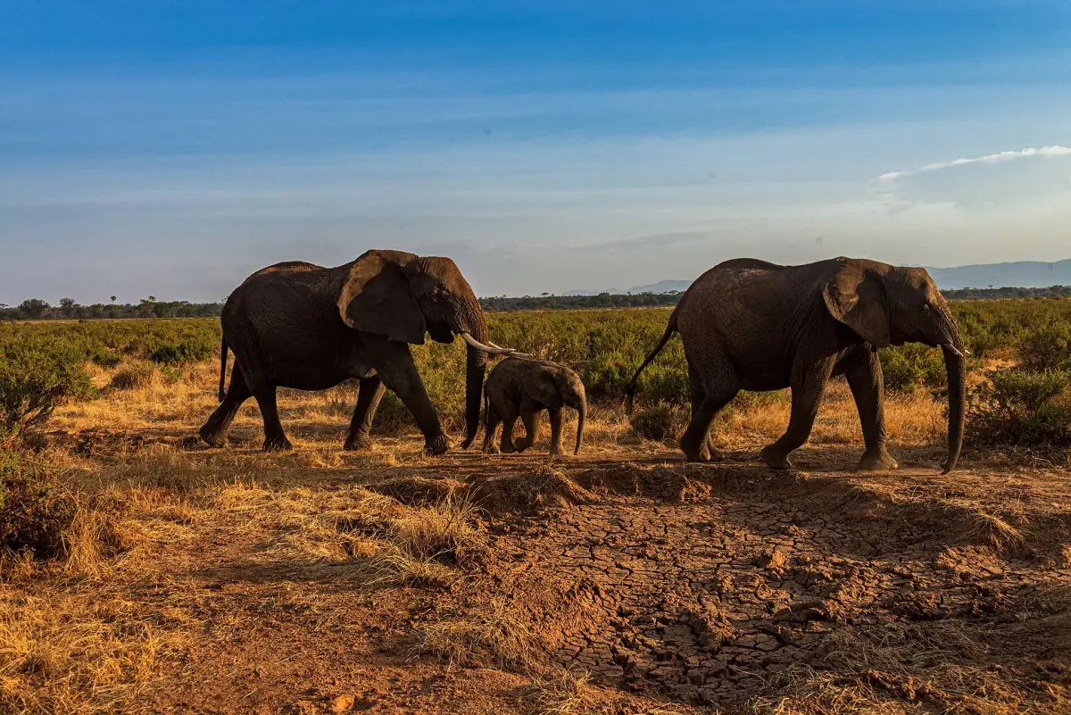 Elefanten wandern mit einem Kalb durch goldene Savanne im Samburu-Reservat