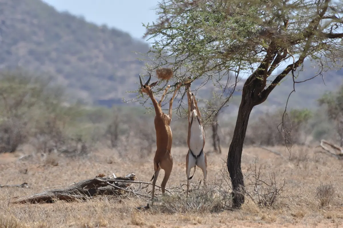 Two gerenuks standing upright to browse an acacia tree in Samburu