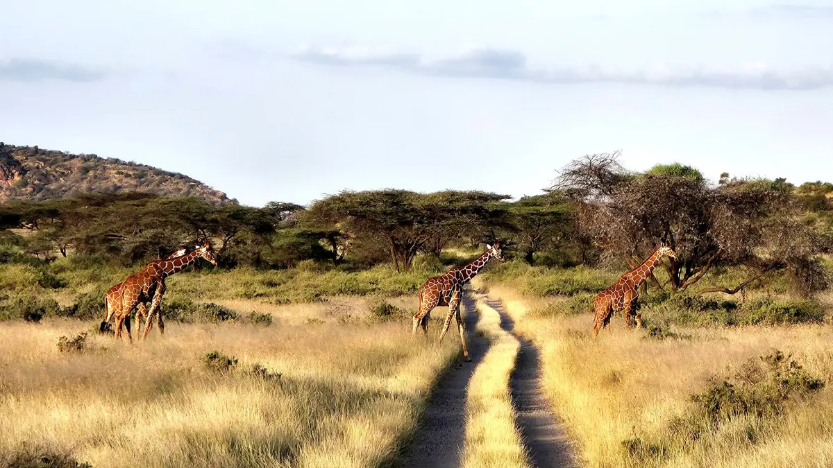 Giraffen am Rand einer Piste im Shaba-Nationalreservat