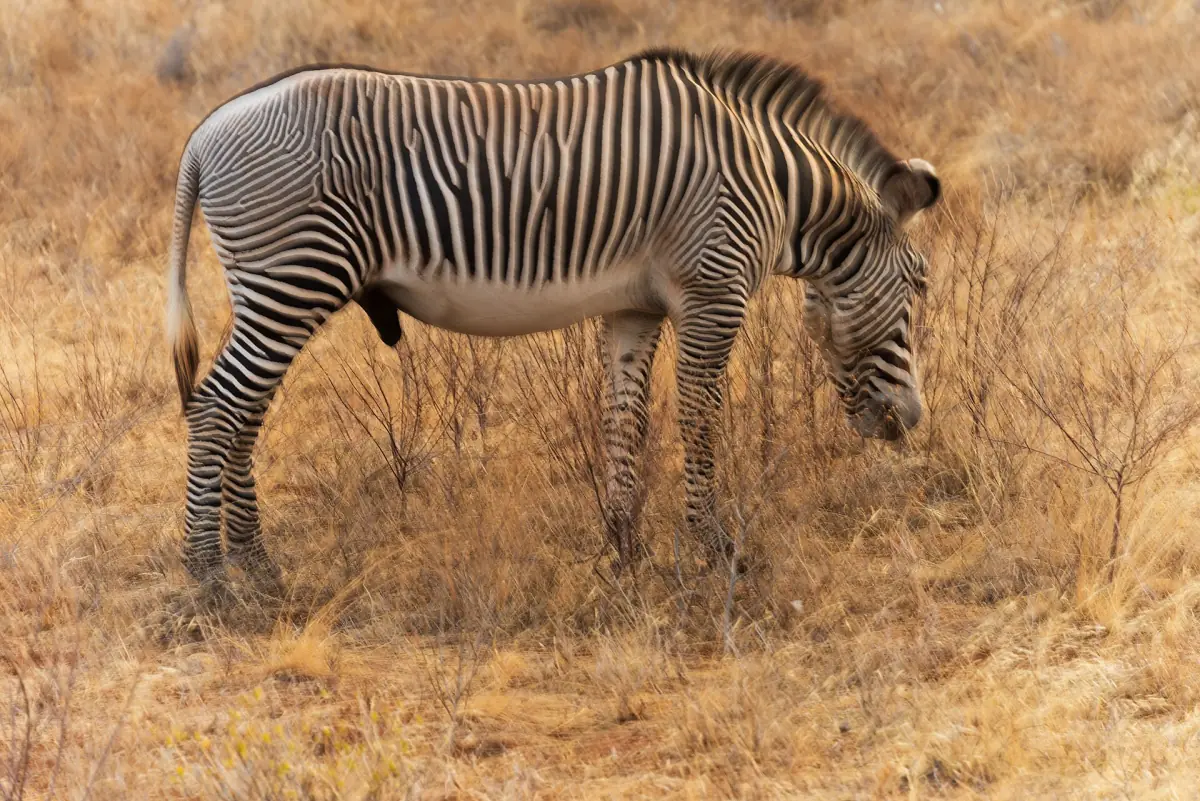 Grevy's zebra grazing on dry grass in Samburu National Reserve