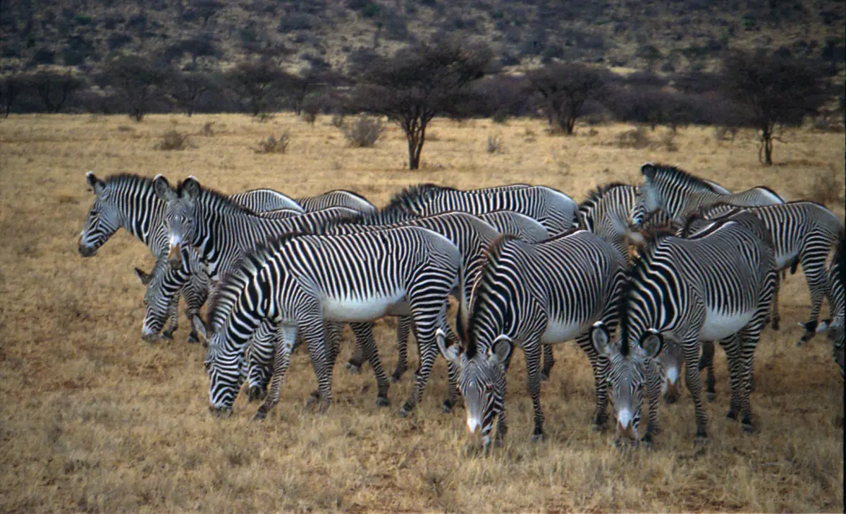 Herde von Grevyzebras grast gemeinsam in Samburu