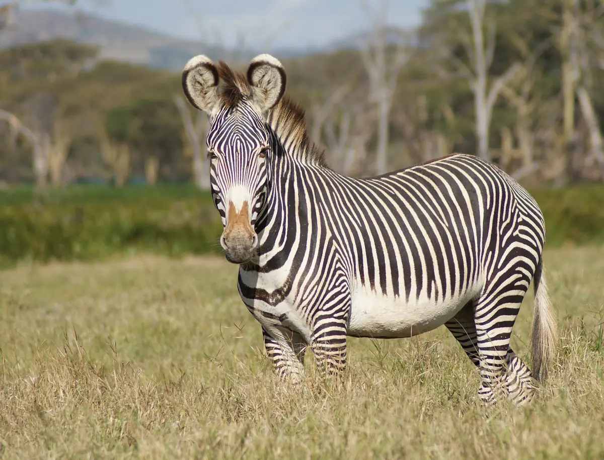 Grevy's zebra standing in grass at Lewa Wildlife Conservancy