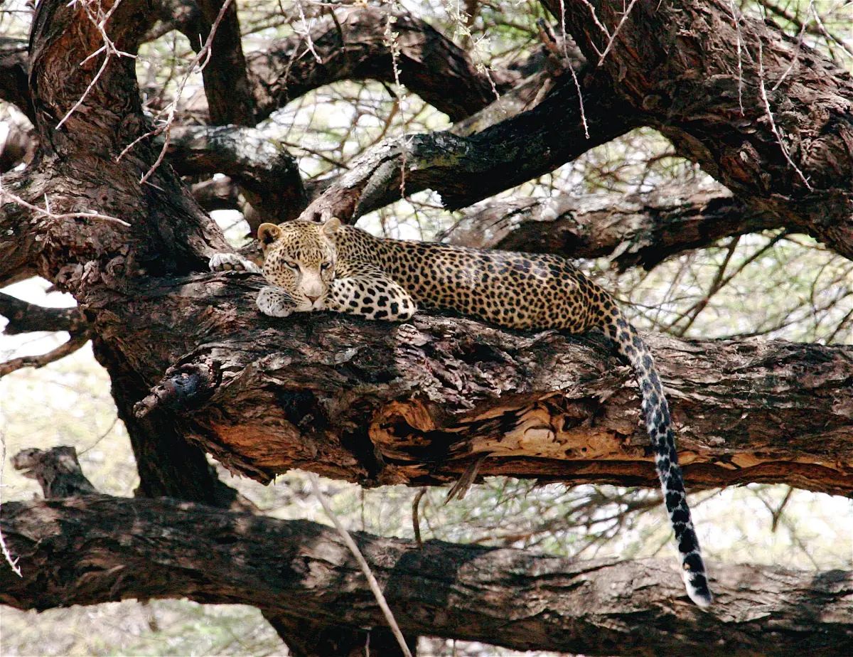 Leopard resting on a thick tree branch in Samburu