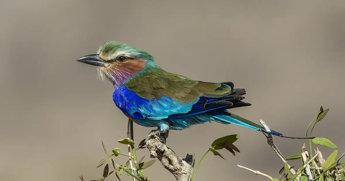 Lilac-breasted roller perched on a branch in Buffalo Springs National Reserve