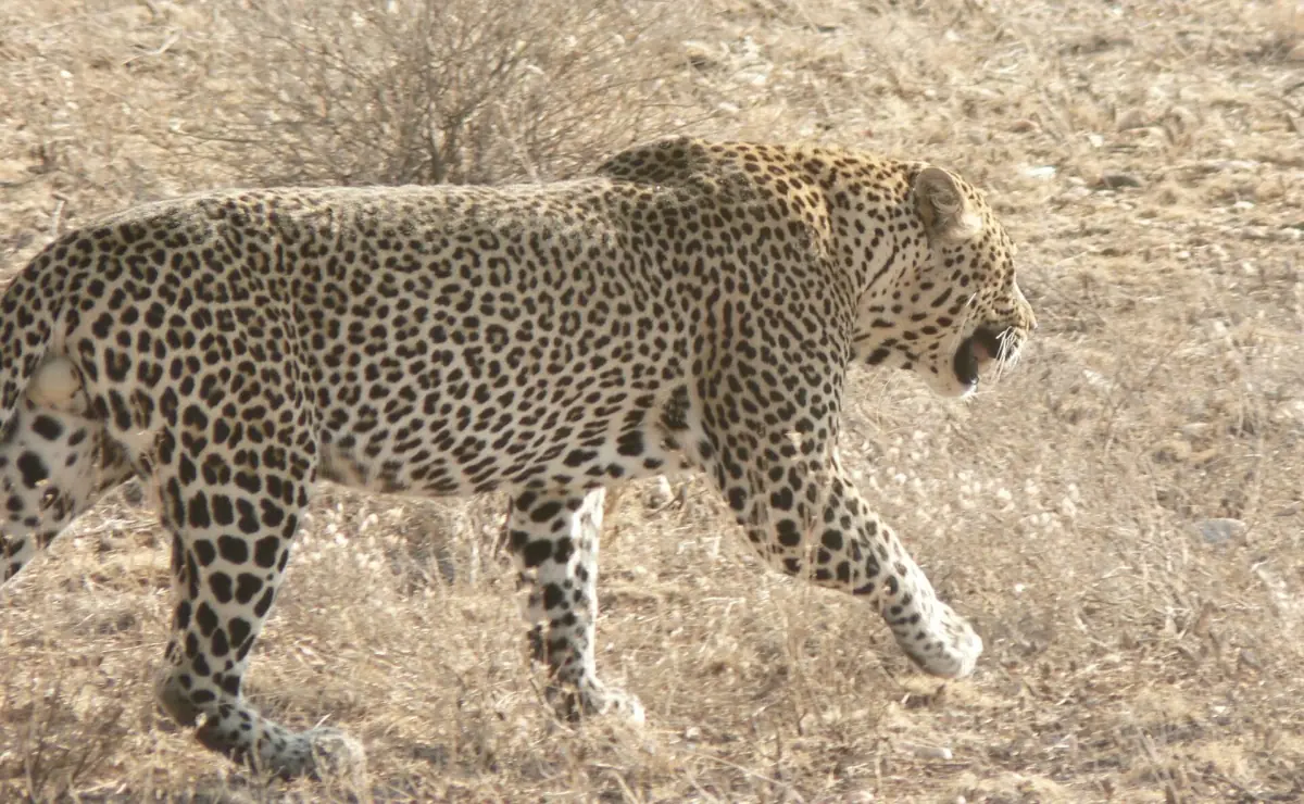 Male leopard walking through dry grass in Samburu National Reserve