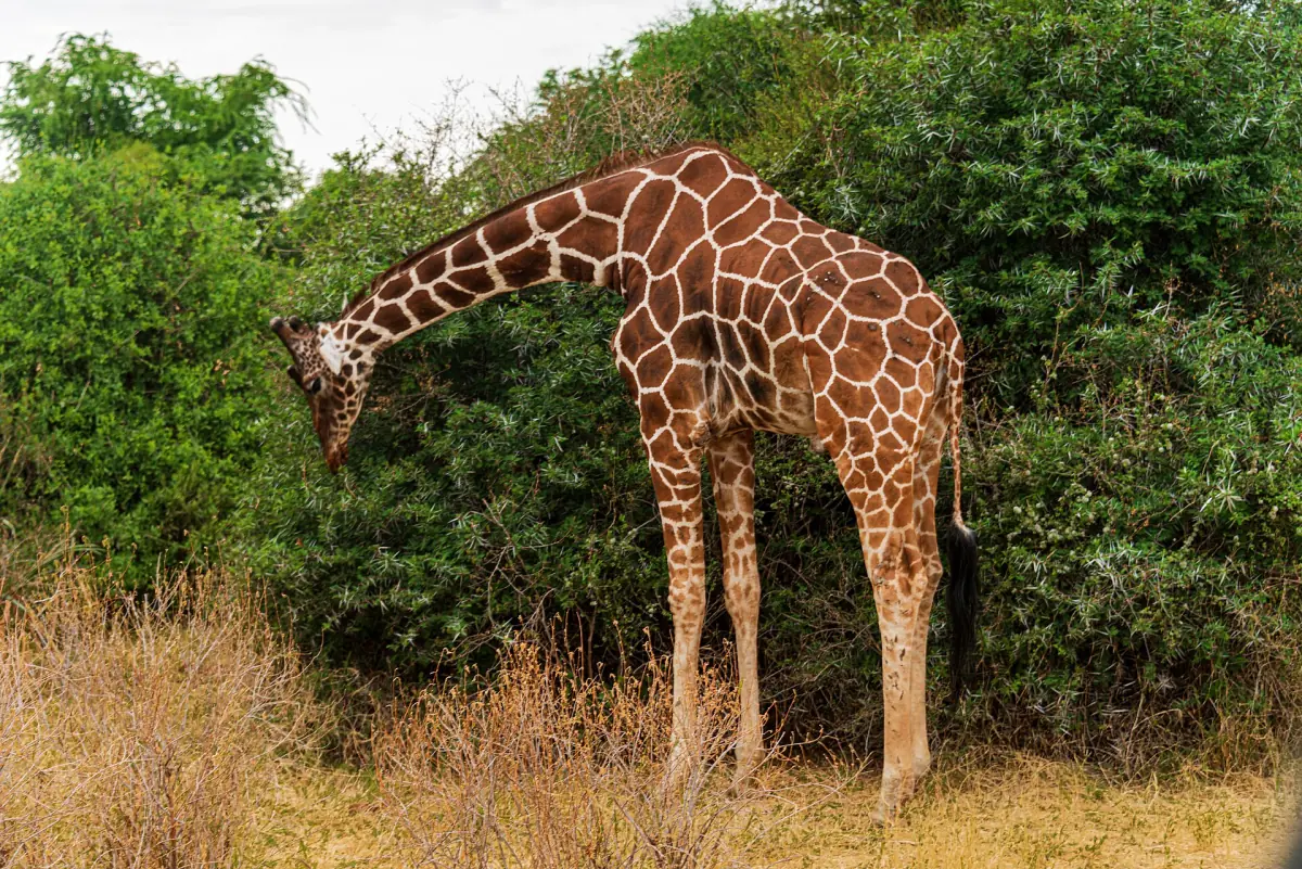 Reticulated giraffe bending down to feed among green bushes in Samburu