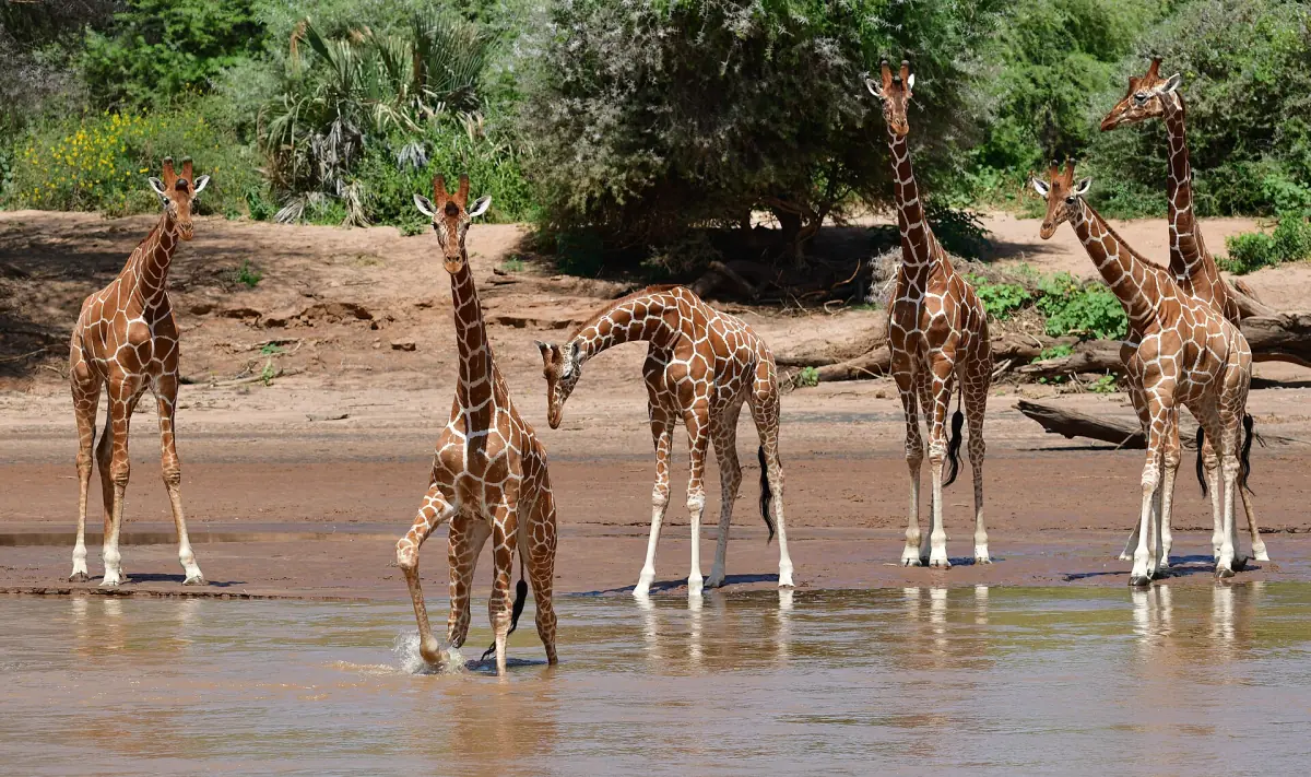 Netzgiraffen stehen im flachen Flusswasser in Samburu