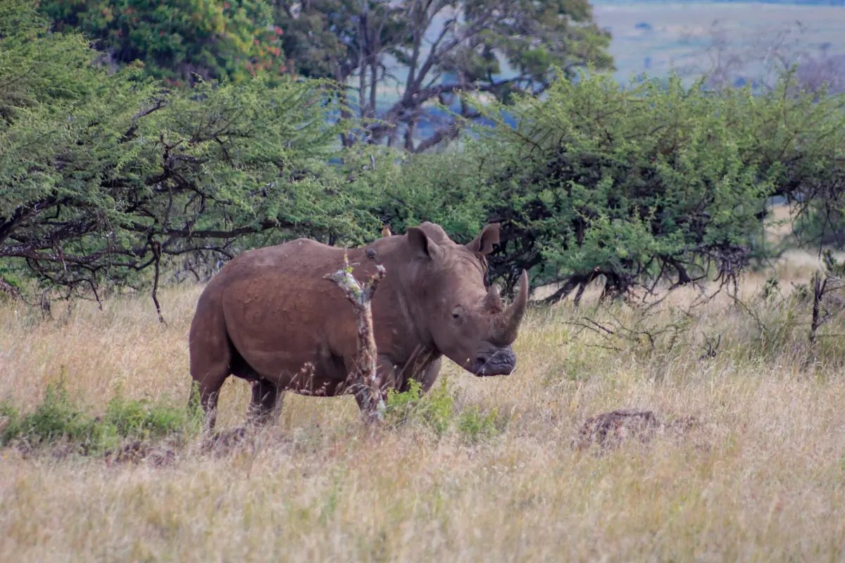 Rhinoceros standing in green bushland at Lewa Wildlife Conservancy