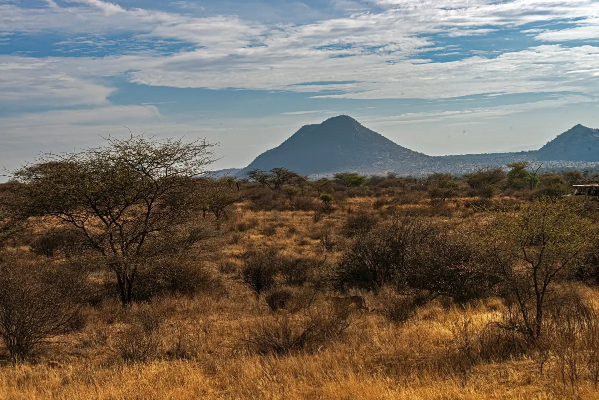 Akazienbusch und ein ferner Hügel im Samburu-Reservat am Morgen
