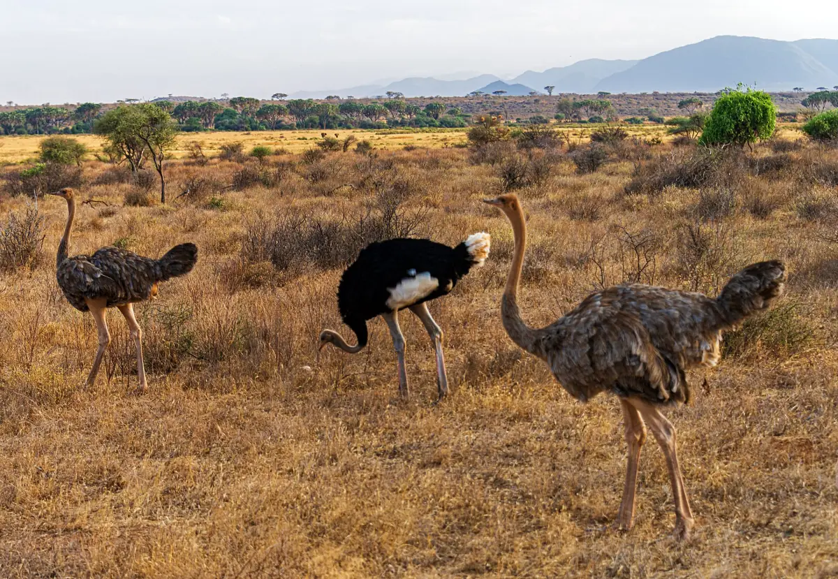 Three Somali ostriches walking across dry grassland in Samburu