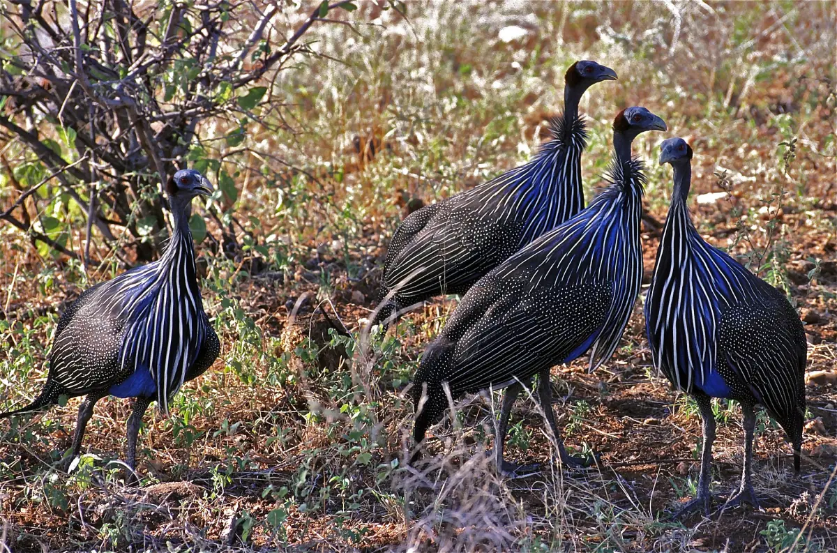Group of vulturine guineafowl foraging on the ground in northern Kenya